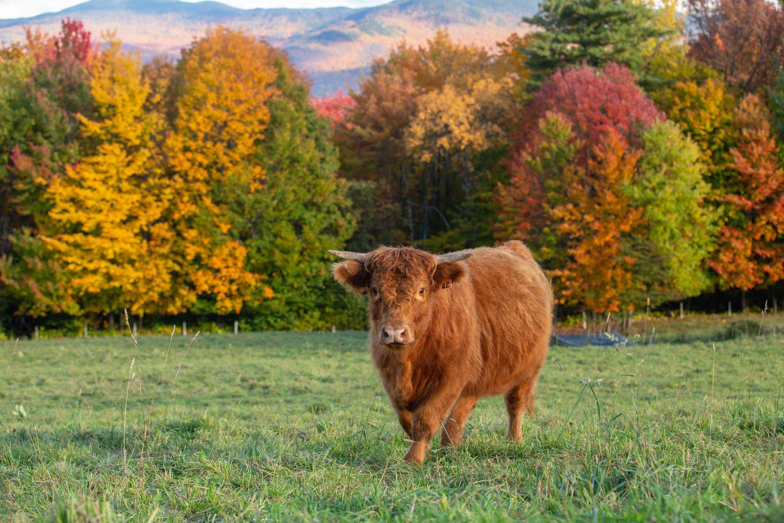 Highland cow at Trapp Family Lodge